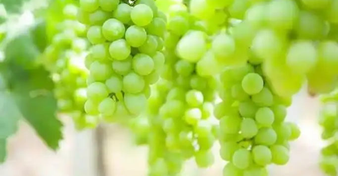 水果Fruit